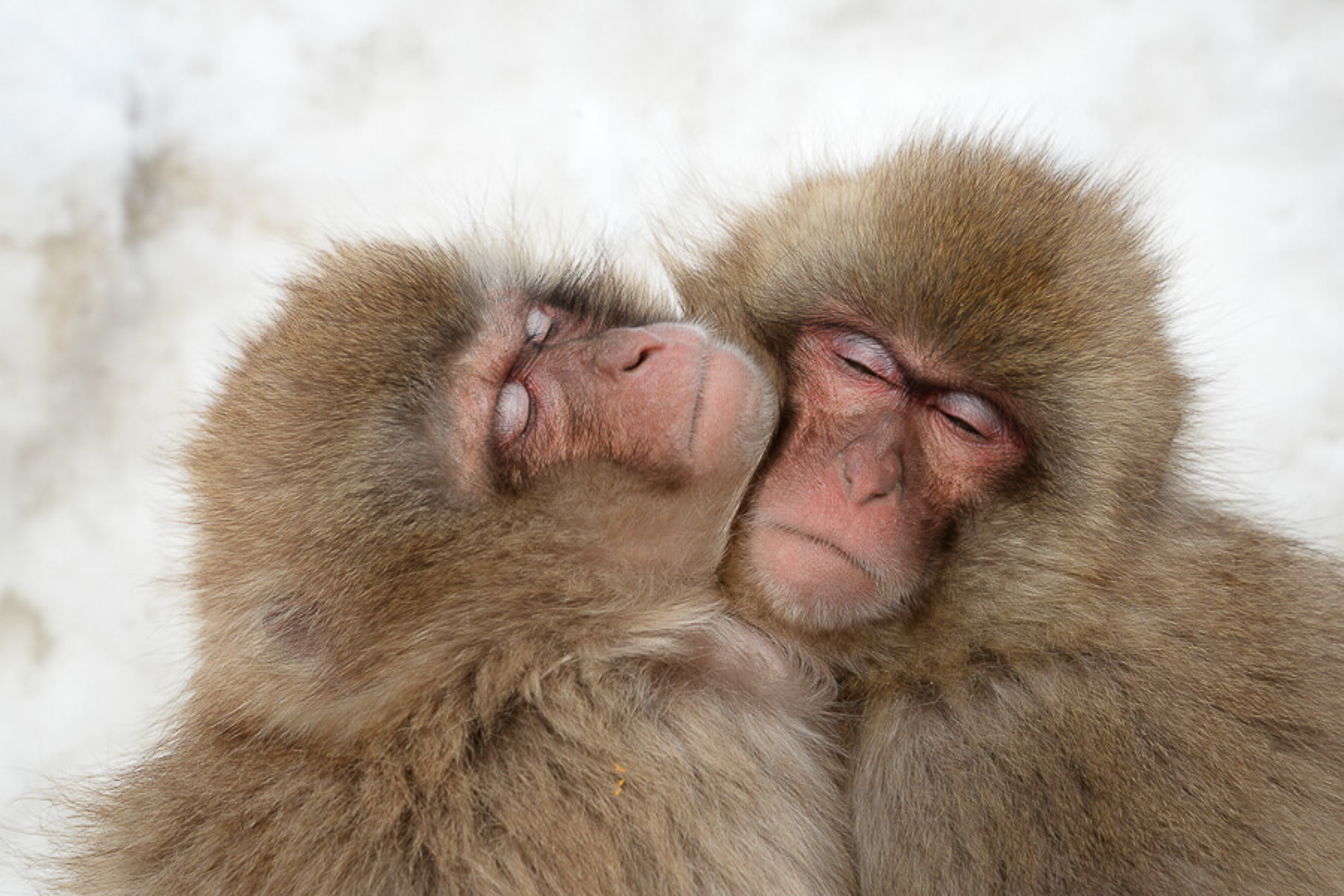 Wildlife Photography Course - 3 for 2 deal