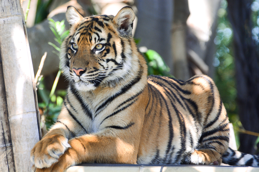 Wildlife Photo Course- Western Plans zoo