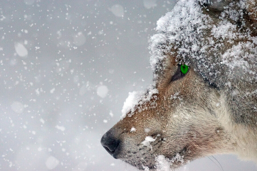 Wildlife & Nature Photography Course