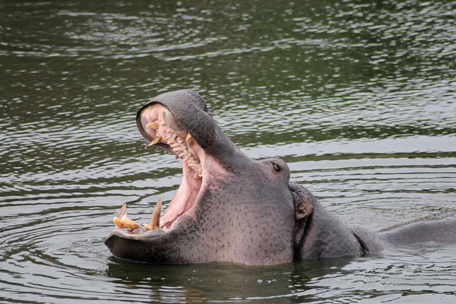 Wildlife Photo Course- Western Plans zoo