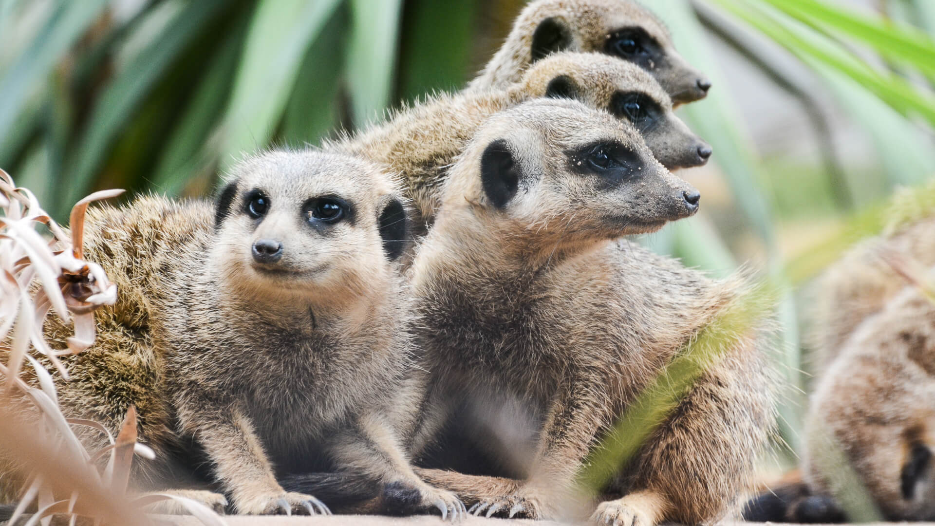 Wildlife Photography Course - 3 for 2 deal
